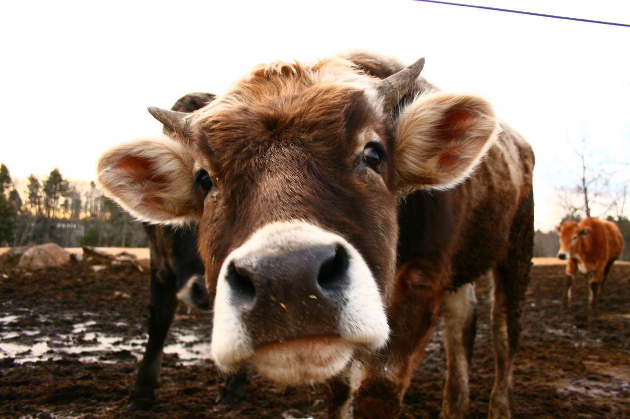 A curious cow - Photo by Tom Lambert A curious cow - Photo by Tom Lambert